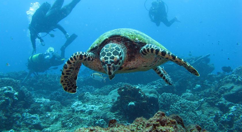 Open Water 